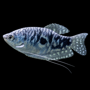 Gourami Opalino (Trichopodus trichopterus var. opalino)