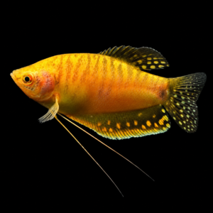 Gourami Oro (Trichopodus trichopterus var. Gold)