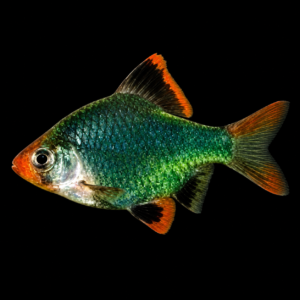 Barbo de Sumatra Verde (Puntigrus tetrazona var. green)