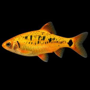 Barbo Schuberti (Puntius semifasciolatus var. schuberti)