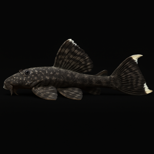 Ancistrus (Ancistrus sp.)