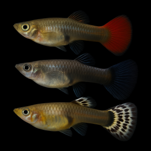 Guppy Surtido hembra (Poecilia reticulata)