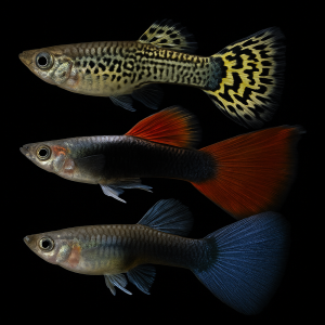 Guppy Surtido macho (Poecilia reticulata)