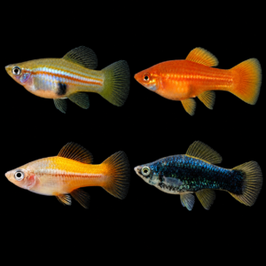 Xipho Surtido hembra (Xiphorus helleri)