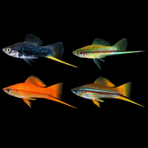 Xipho Surtido macho (Xiphorus helleri)