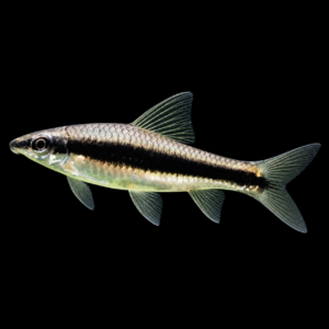 Zorro volador Siamés (Crossocheilus siamensis)