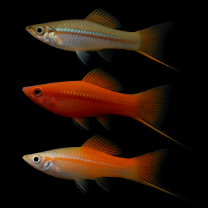 Xipho Surtido macho (Xiphorus helleri)
