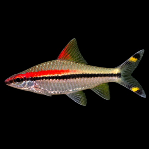 Barbo Denisonii (Sahyadria denisonii)