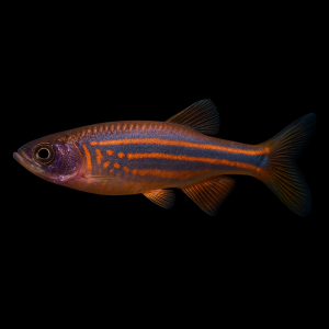 Danio Malabaricus (Devario malabaricus)
