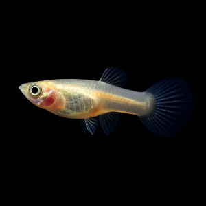 Endler Gold hembra - (Poecilia wingei var. gold)