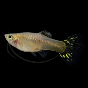 Guppy cobra amarillo hembra (Poecilia reticulata var. cobra yelow)