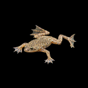 Ranita Acuática (Hymenochirus boettgeri)
