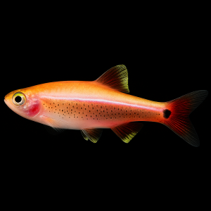 Neón Chino Oro (Tanichthys albonubes var. gold)