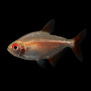 Tetra de Buenos Aires Albino (Hyphessobrycon anisitsi var. Albino)