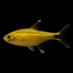 Tetra Cobre (Hasemania nana)