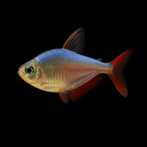 Tetra Colombiano (Hyphessobrycon columbianus)