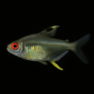 Tetra Limón (Hyphessobrycon pulchripinnis)
