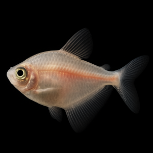 Tetra Monjita Oro (Gymnocorymbus ternetzi var. Gold)