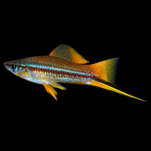 Xipho Piña macho (Xiphorus helleri var. piña)