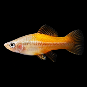 Xipho Piña hembra (Xiphorus helleri var. Piña)
