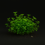 Micranthemum 'Monte Carlo'