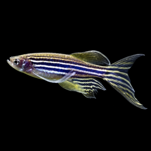 Cebrita de Velo (Danio rerio var. velo)
