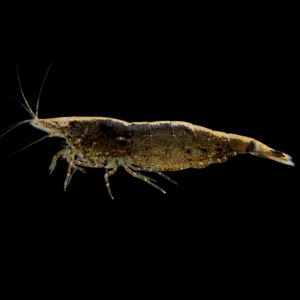 Neocaridina Heterodopa var. salvaje
