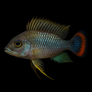 Cíclido Enano Pandurini (Apistogramma pandurini)