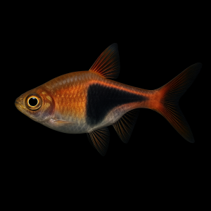 Rasbora Arlequín (Trigonostigma heteromorpha)