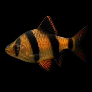 Barbo de Sumatra (Puntigrus tetrazona)