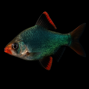 Barbo de Sumatra Verde (Puntigrus tetrazona var. green)