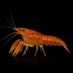 Cangrejo Enano Naranja (Cambarellus patzcuarensis)