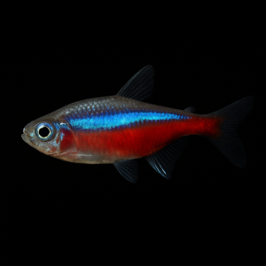 Tetra Neón Cardenal (Paracheirodon axelrodi)