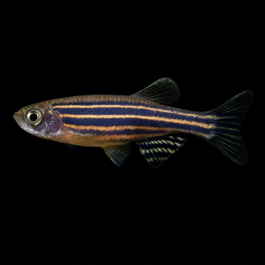Cebrita (Danio rerio)