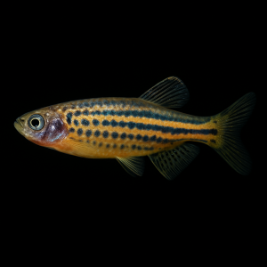 Cebrita Leopardo (Danio Frankei)