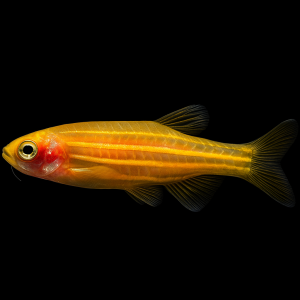 Cebrita dorada (Danio rerio  var. gold)