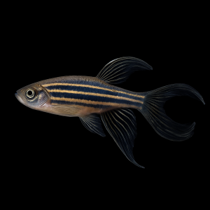 Cebrita de Velo (Danio rerio var. velo)