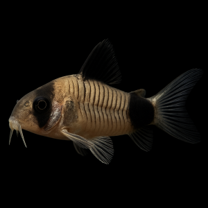 Corydora Panda (Corydora panda)