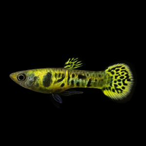 Endler Tiguer macho - (Poecilia wingei var. tiguer)