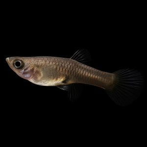 Endler Puro hembra - (Poecilia wingei var. pura)