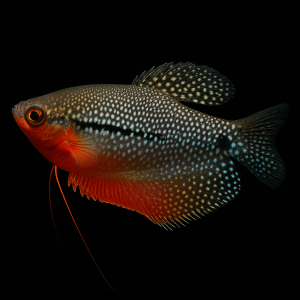 Gourami Perla (Trichopodus leerii)