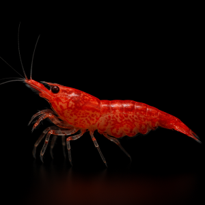 Neocaridina Heterodopa var. Red (Red Cherry)