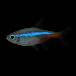 Tetra Neón Inesii (Paracheirodon inesii)