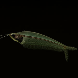 Pez Gato Cristal de Java (Kryptopterus bicirrhis)