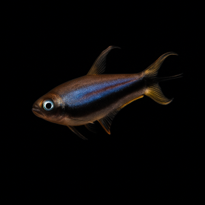 Tetra Emperador (Nematobrycon palmeri)