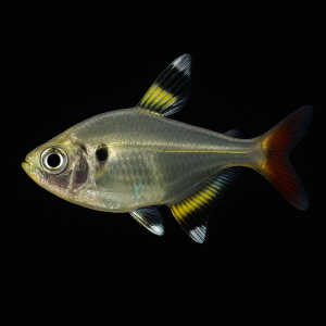 Tetra Jilguero (Hemigrammus pulcher)