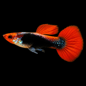 Guppy Koi tuxedo macho (Poecilia reticulata var. koi)