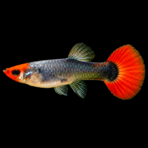 Guppy Koi tuxedo hembra (Poecilia reticulata var. koi)