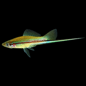 Xipho Neón macho (Xiphorus helleri var. Neón)