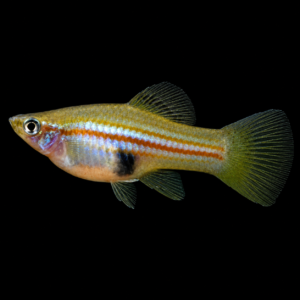 Xipho Neón hembra (Xiphorus helleri var. Neón)